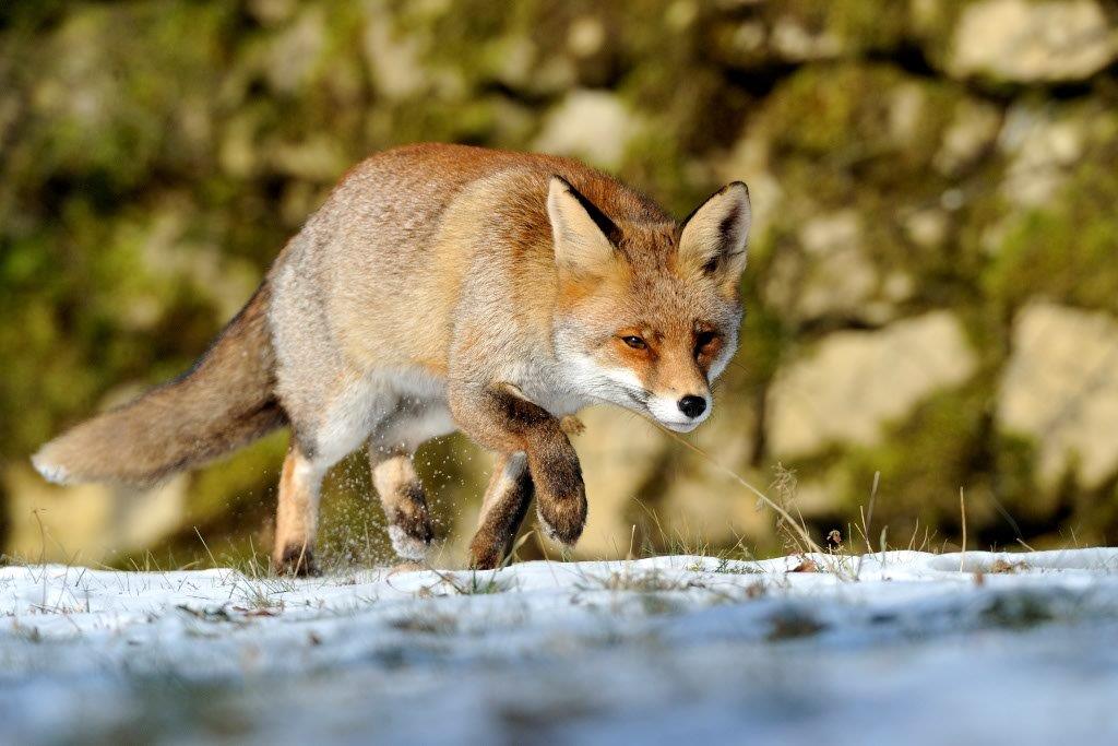 Schnürender Fuchs im Winter.